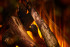 New Forest 1600 with Deluxe Real logs в Перми