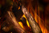 New Forest 870 with Deluxe Real logs в Перми
