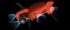 Квадрокоптер Autel Evo II Pro 6K + жесткий кейс в Перми